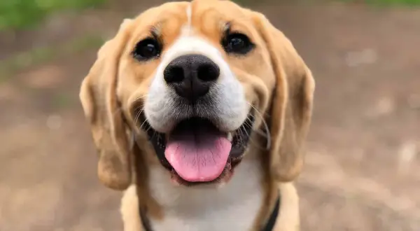 Un adorable beagle sourit, sa langue rose pendante. Il fait du bruit avec sa langue, un signe de bonheur et de chaleur.