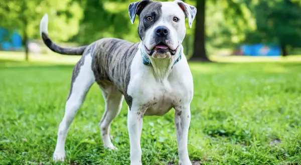 Un bouledogue américain au pelage tigré et blanc, au regard vif, se tient fièrement dans un parc verdoyant.