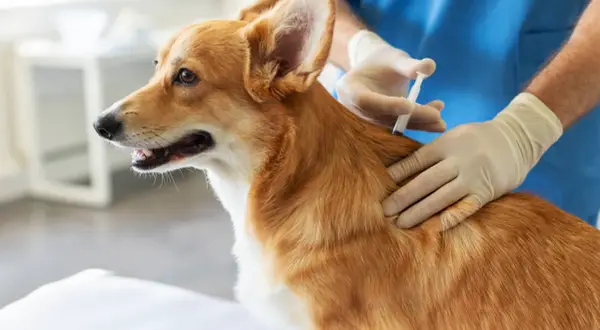 Un vétérinaire administre des vaccins chien à un adorable corgi roux.