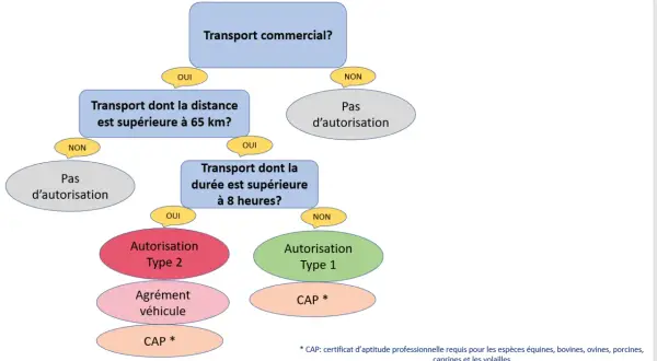Organigramme déterminant les autorisations nécessaires pour le fret animaux, selon la distance et la durée du transport.
