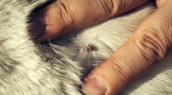 Gros plan d'une tique sur le pelage d'un chien, montrant l'importance d'un traitement rapide.
