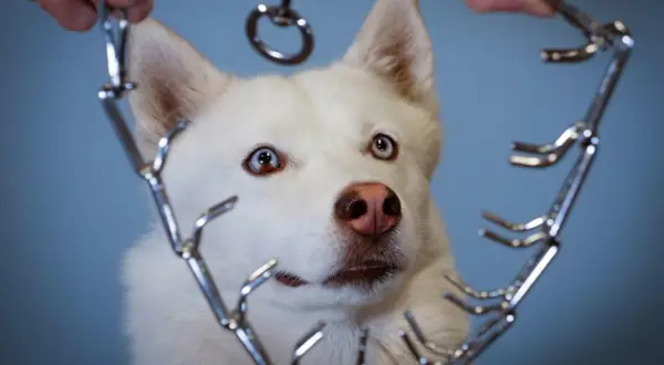 Un husky blanc aux yeux vairons regarde avec curiosité un collier étrangleur chaîne tenu par des mains.