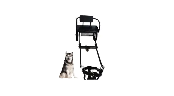 Un husky sibérien pose à côté d'un attelage pour chien, prêt pour l'aventure.