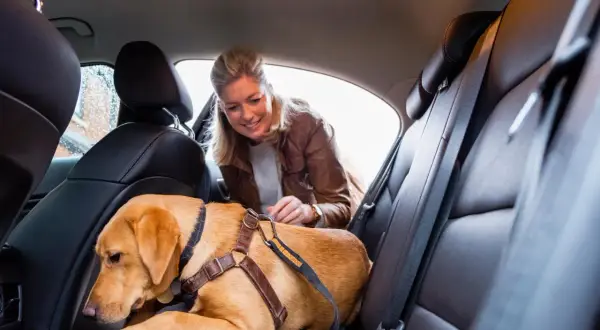 Une femme attache son chien en voiture avec un harnais de sécurité. Le chien est assis sur la banquette arrière en cuir.