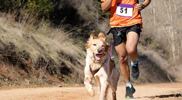 Un homme et son chien participent à une course de canicross. Le chien, plein d'entrain, court à côté de son maître sur un sentier poussiéreux.