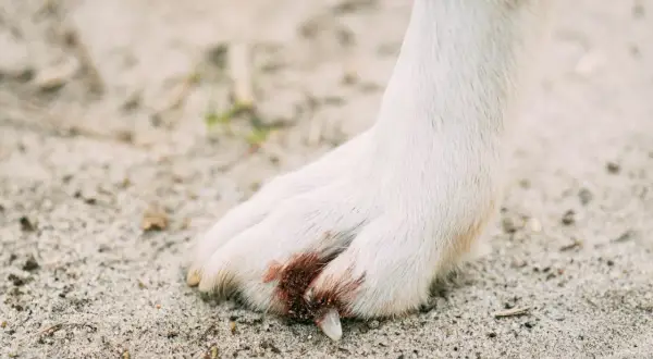 Pied blanc d'un chien sur le sable, montrant une griffe cassée sans saignement visible.