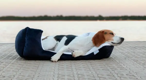 Un chien beagle se repose sur un coussin ovale bleu marine, profitant d'une vue paisible sur l'eau au coucher du soleil.