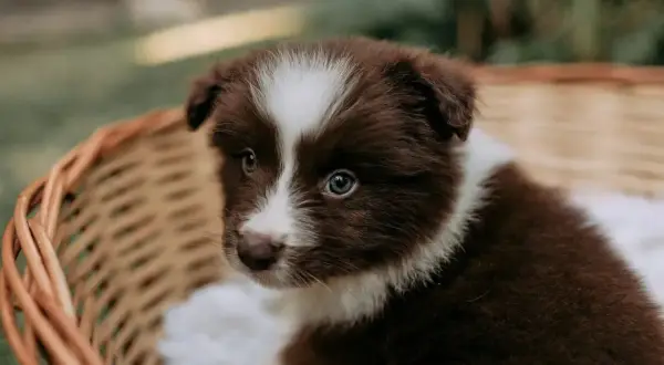 Adorable chiot brun et blanc dans un panier douillet, prêt pour sa couche pour chiot.