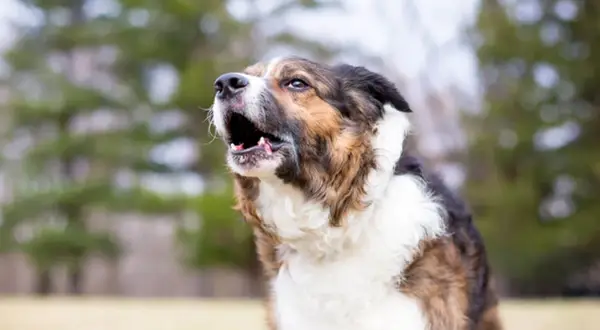 Gros plan d'un chien qui aboie, la gueule ouverte, avec un pelage brun, noir et blanc.