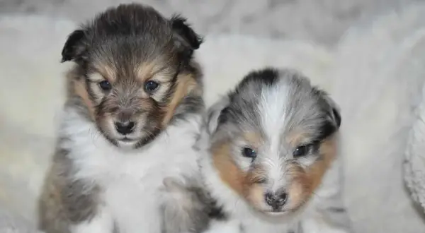 Deux adorables chiots Sheltie, parfaits pour la socialisation chiot, aux yeux bleus pétillants et au pelage doux, posent ensemble sur un fond blanc.