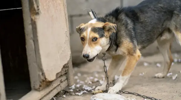 Un chien au pelage tricolore est attaché par une chaîne d'attache pour chien à une niche délabrée.