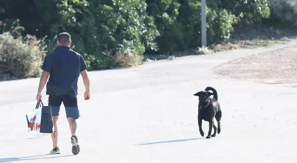 Un homme portant un sac de courses se promène avec son brégançon chien noir sur un chemin ensoleillé.