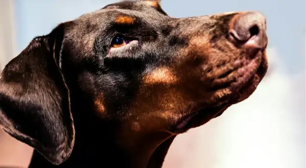 Profil d'un dobermann marron clair, le regard intense et le museau levé, prêt à l'action.