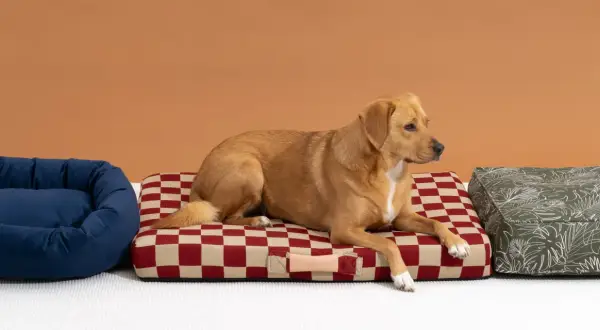Un chien brun se repose sur un panier à carreaux rouges et beiges. À côté, un panier bleu et un autre à motifs verts.