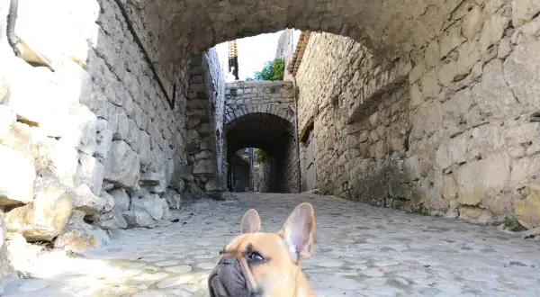 Un bouledogue français explore une ruelle pavée en pierre en Ardèche, sous une arche de pierre.