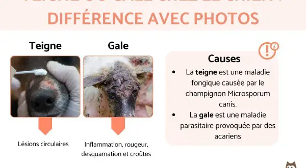 Comparaison visuelle de la teigne et de la gale chez le chien. La teigne montre des lésions circulaires, la gale une inflammation et des croûtes.