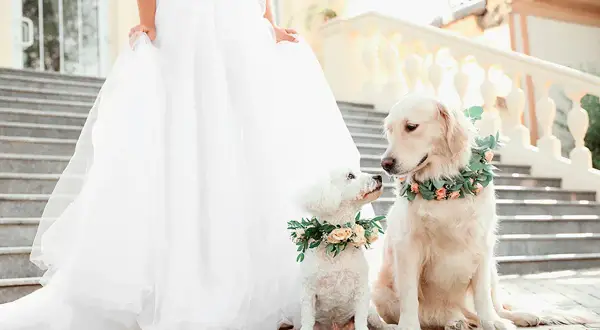 Deux chiens, un grand doré et un petit blanc, portent des couronnes de fleurs. Ils sont assis près de la robe d'une mariée, prêts pour leur rôle dans le mariage.