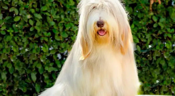 Un adorable bearded collie au pelage long et clair, la tête cachée par ses longs poils, sourit à l'extérieur.