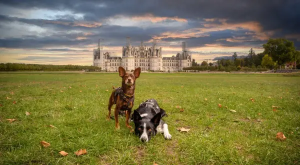 Deux chiens profitent d'une promenade dans le parc du château de Chambord, sous un ciel dramatique.