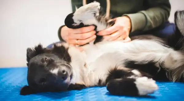 Un chien noir et blanc se repose sur le dos, recevant un massage relaxant des pattes.