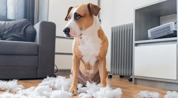 Un chien pitbull, l'air coupable, assis au milieu de peluches déchirées. Que faire avec un chien destructeur ?