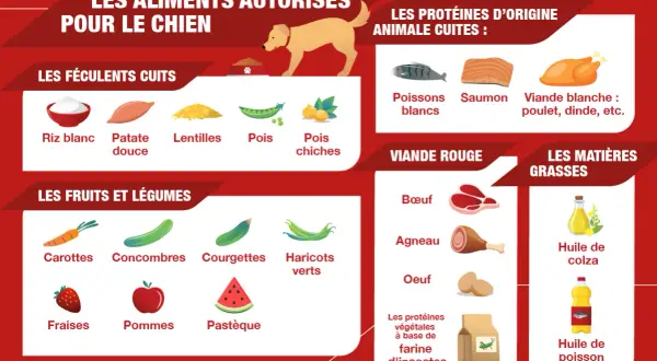 Guide pour cuisiner pour son chien : féculents, fruits, légumes, viandes et poissons autorisés.