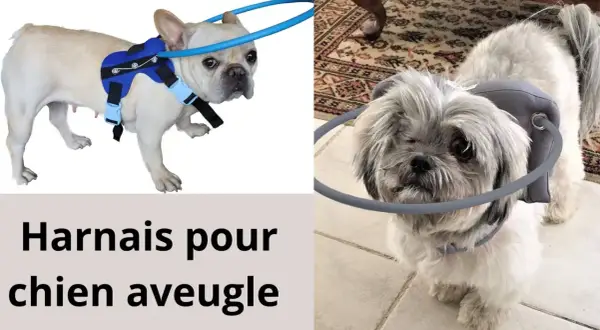 Un harnais pour petit chien aveugle, avec un anneau protecteur autour de la tête pour éviter les chocs.
