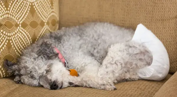Chienne endormie sur un canapé, portant une couche pour chienne.