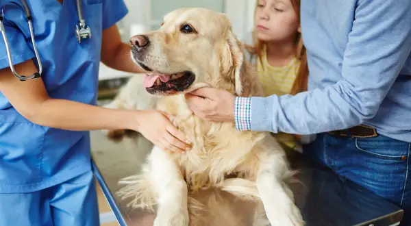 Un vétérinaire examine un golden retriever, inquiets, un enfant et un homme observent. Le chien pourrait avoir la toux du chenil.