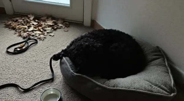 Un chien noir dort sur son coussin, prêt à partir en pension. Avis sur la garde de chien.