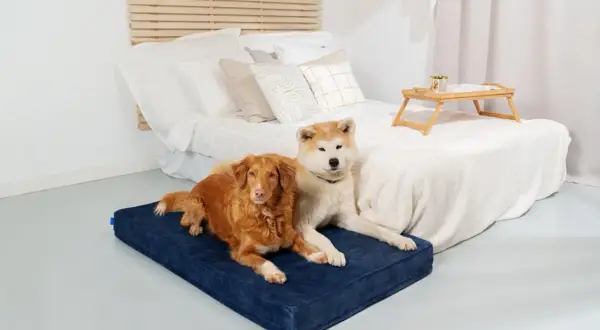Deux chiens se prélassent sur un matelas bleu, un panier pour chien incontinent idéal pour le confort et la propreté.