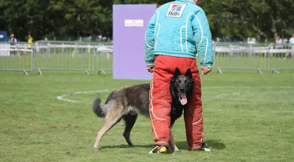 Entraînement de chien de protection. Le chien, dont le mordant est interdit, joue avec son maître en tenue de protection.