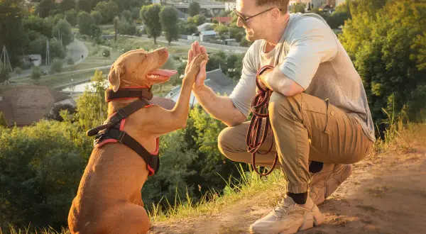 Un éducateur canin comportementaliste félicite son chien pour un bon comportement. Ils sont en extérieur, avec une ville en arrière-plan.