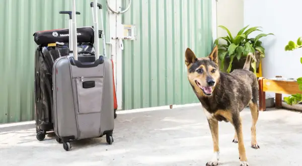 Un chien attend patiemment près des valises, prêt pour un voyage en Suisse.