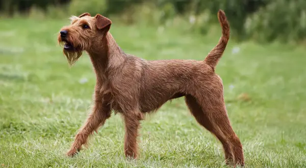 Un **irish terrier** roux, au poil dru, se tient fièrement sur une pelouse verte, la queue dressée, prêt pour l'aventure.