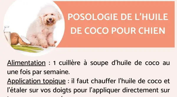 Un chien blanc à côté de noix de coco et d'huile. L'image aborde la posologie de l'huile de coco pour chien, mentionnant son utilisation alimentaire et topique, et les dangers potentiels si mal utilisée.