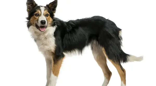 Un Border Collie, chien de catégorie intelligente, pose fièrement, prêt pour l'aventure.