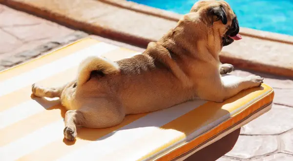 Un carlin se prélasse au soleil sur une chaise longue rayée, près d'une piscine. Un logement qui accepte les chiens, parfait pour des vacances relaxantes.