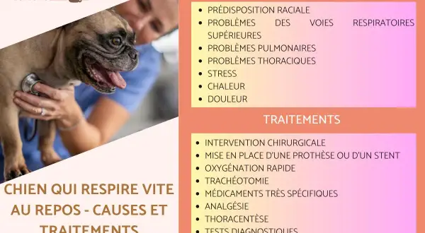 Un bouledogue français, un chien qui respire vite en dormant, est examiné par un vétérinaire. La page liste les causes et traitements.