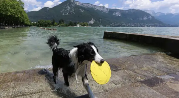 Chien noir et blanc avec un frisbee jaune dans la gueule, sortant de l'eau sur une plage autorisée aux chiens en Haute-Savoie.