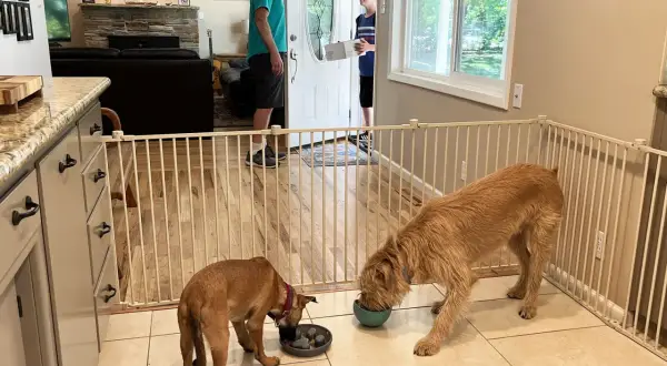Deux chiens mangent dans des bols, séparés par une barrière à chien. Un homme et un garçon se tiennent près de la porte d'entrée.