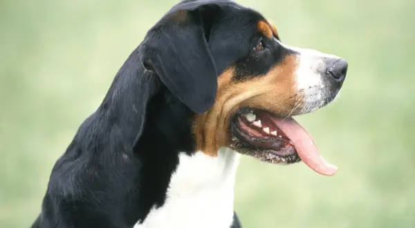 Profil d'un bouvier suisse, langue sortie, prêt pour une aventure en plein air.