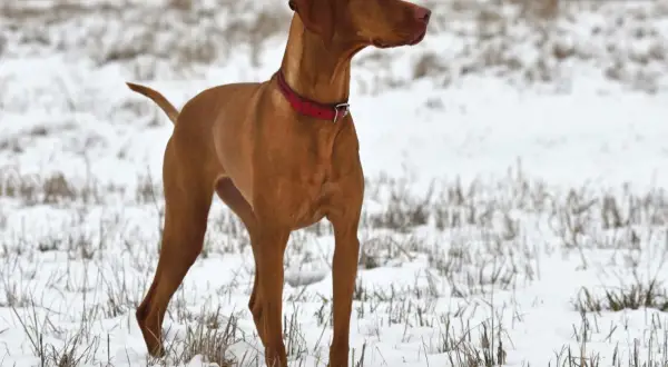 Un élégant braque hongrois, au pelage roux, se tient fièrement dans un champ enneigé, prêt pour une aventure hivernale.