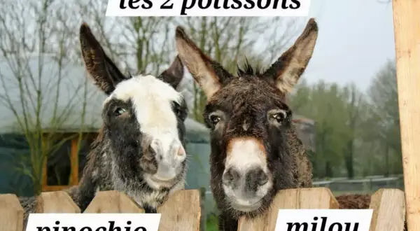 Deux ânes, Pinocchio et Milou, profitent d'un week-end nature. Ces deux polissons curieux regardent par-dessus une clôture en bois.