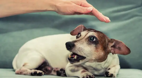 Main d'une personne caresse un chien Jack Russell qui montre les dents, un chien agressif qui semble effrayé.