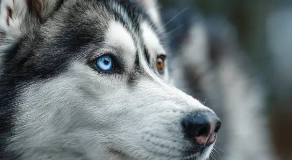 Gros plan sur le visage d'un husky, un œil bleu perçant et l'autre marron. Un aperçu de comment voit un chien, attentif au monde.