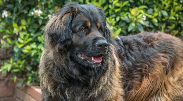 Un Leonberg, au caractère doux et protecteur, pose devant un feuillage luxuriant. Sa robe épaisse et sa posture imposante témoignent de sa noblesse.