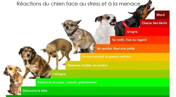 Un chiot qui grogne et montre les dents, signe de stress. L'image illustre les réactions canines face à la menace, du bâillement à la morsure.