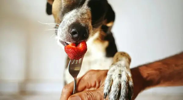Un chien gourmand savoure une fraise sur une fourchette, sa patte posée sur une main.