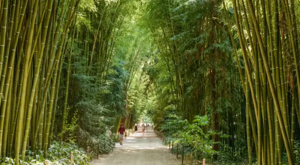 Promenade dans la bambouseraie d'Anduze, un homme et son chien profitent de l'ombre des bambous.